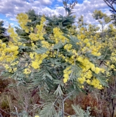 Acacia dealbata subsp. dealbata at Wamboin, NSW - 28 Aug 2023