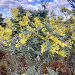 Acacia dealbata subsp. dealbata at Wamboin, NSW - 28 Aug 2023