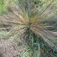 Nassella trichotoma (Serrated Tussock) at Mount Majura - 4 Sep 2023 by abread111