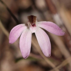 Caladenia fuscata at Acton, ACT - suppressed