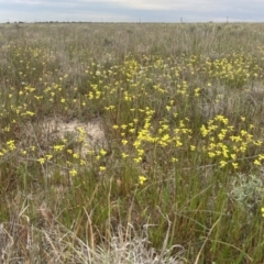 Goodenia pinnatifida (Scrambled Eggs) at Carrathool, NSW - 4 Sep 2023 by MattM