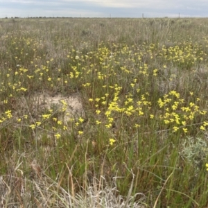 Goodenia pinnatifida at Carrathool, NSW - 4 Sep 2023