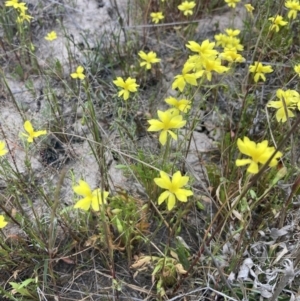 Goodenia pinnatifida at Carrathool, NSW - 4 Sep 2023