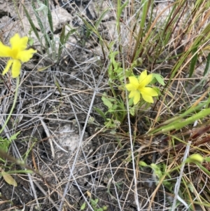 Goodenia pinnatifida at Carrathool, NSW - 4 Sep 2023