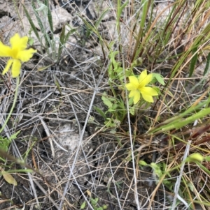 Goodenia pinnatifida at Carrathool, NSW - 4 Sep 2023 03:01 PM
