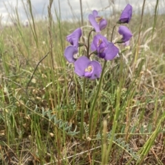 Swainsona procumbens (Broughton Pea) at Carrathool, NSW - 4 Sep 2023 by MattM