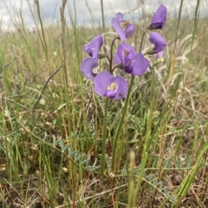 Swainsona procumbens at Carrathool, NSW - 4 Sep 2023