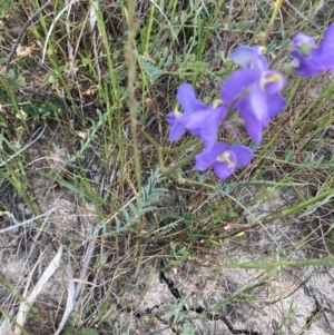 Swainsona procumbens at Carrathool, NSW - 4 Sep 2023 03:04 PM