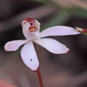 Caladenia fuscata at Acton, ACT - 4 Sep 2023