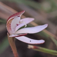 Caladenia fuscata at Acton, ACT - 4 Sep 2023