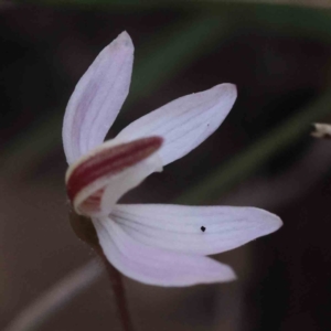 Caladenia fuscata at Acton, ACT - 4 Sep 2023