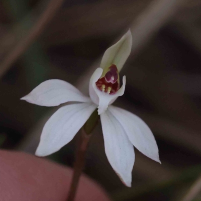 Caladenia fuscata (Dusky Fingers) at Caladenia Forest, O'Connor - 4 Sep 2023 by ConBoekel