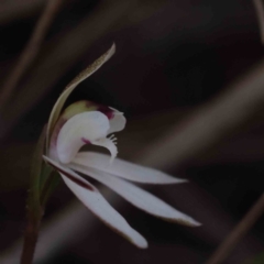 Caladenia fuscata at Acton, ACT - 4 Sep 2023