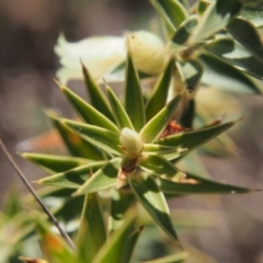 Melichrus urceolatus (Urn Heath) at Tuggeranong, ACT - 2 Sep 2023 by BarrieR