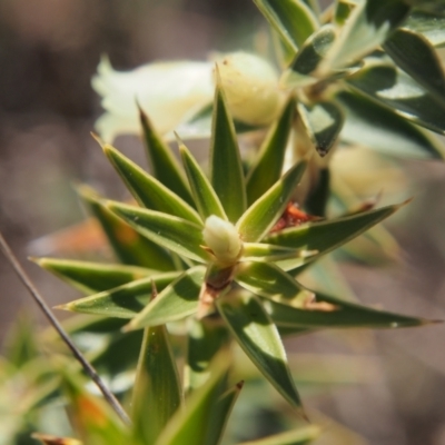 Melichrus urceolatus (Urn Heath) at Mount Taylor - 2 Sep 2023 by BarrieR