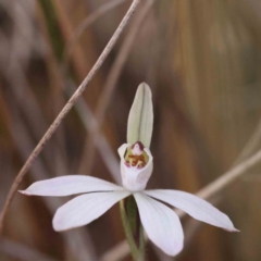 Caladenia fuscata (Dusky Fingers) at Caladenia Forest, O'Connor - 4 Sep 2023 by ConBoekel