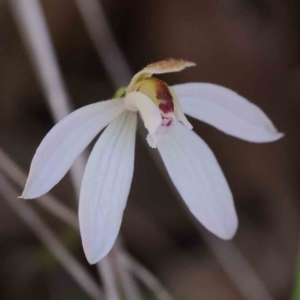 Caladenia fuscata at Acton, ACT - 4 Sep 2023