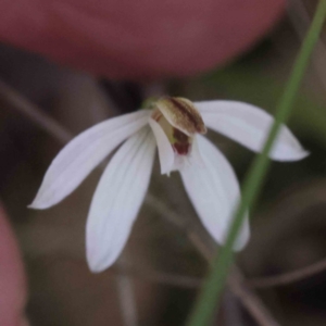 Caladenia fuscata at Acton, ACT - 4 Sep 2023