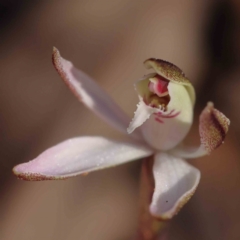 Caladenia fuscata (Dusky Fingers) at Caladenia Forest, O'Connor - 4 Sep 2023 by ConBoekel