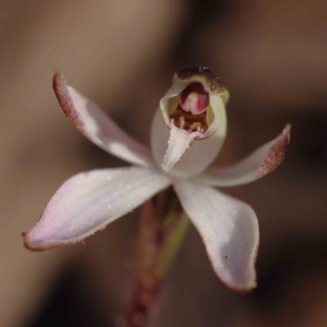 Caladenia fuscata at Acton, ACT - suppressed