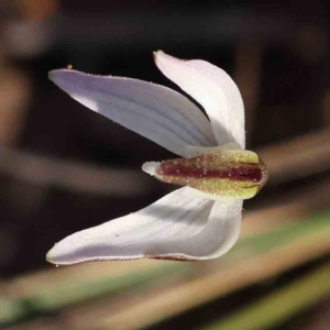 Caladenia fuscata at Acton, ACT - suppressed