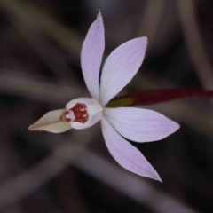 Caladenia fuscata (Dusky Fingers) at Caladenia Forest, O'Connor - 4 Sep 2023 by ConBoekel