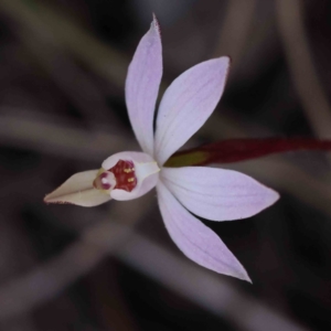 Caladenia fuscata at Acton, ACT - suppressed