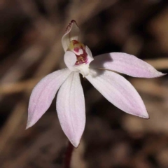 Caladenia fuscata at Acton, ACT - 4 Sep 2023