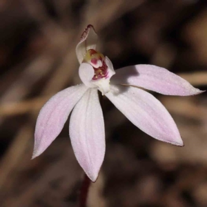 Caladenia fuscata at Acton, ACT - 4 Sep 2023