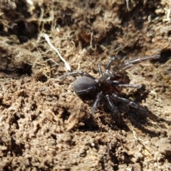 Atrax yorkmainorum (Funnel-web spider) at Mt Holland - 4 Sep 2023 by danswell