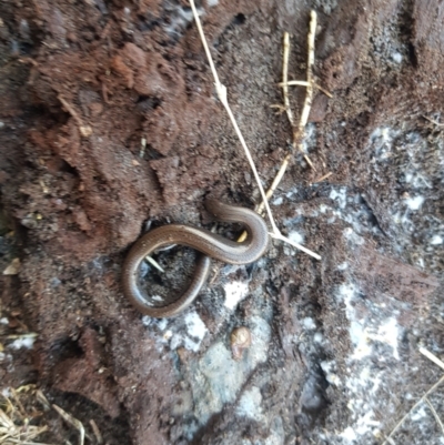 Hemiergis talbingoensis (Eastern Three-toed Earless Skink) at Tinderry, NSW - 4 Sep 2023 by danswell