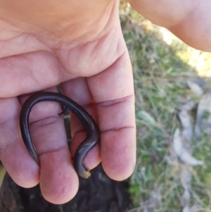 Hemiergis talbingoensis at Tinderry, NSW - suppressed