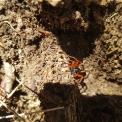 Storena formosa (Ant Spider) at Mt Holland - 4 Sep 2023 by danswell