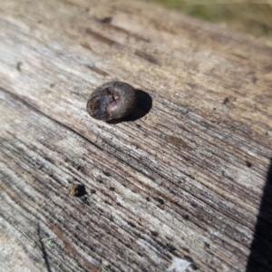 Austrochloritis (Genus) at Tinderry, NSW - 4 Sep 2023