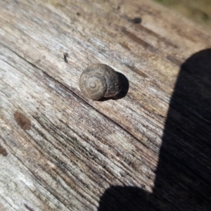 Austrochloritis (Genus) at Tinderry, NSW - 4 Sep 2023 10:40 AM