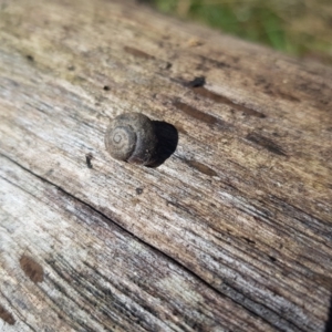 Austrochloritis (Genus) at Tinderry, NSW - 4 Sep 2023