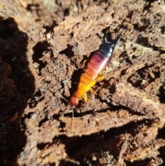 Titanolabis colossea (Giant Earwig) at Tinderry, NSW - 4 Sep 2023 by danswell