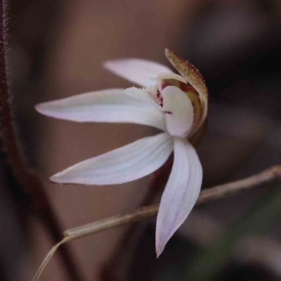 Caladenia fuscata (Dusky Fingers) at Caladenia Forest, O'Connor - 4 Sep 2023 by ConBoekel