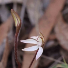 Caladenia fuscata at Acton, ACT - 4 Sep 2023