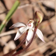 Caladenia fuscata at Acton, ACT - 4 Sep 2023