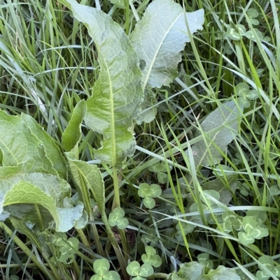 Rumex crispus (Curled Dock) at Higgins Woodland - 4 Sep 2023 by Untidy