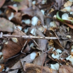 Mantodea (order) (Unidentified praying mantis) at Kaleen, ACT - 4 Sep 2023 by maura