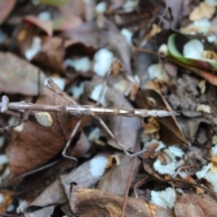 Unidentified Stick insect (Phasmatodea) at Kaleen, ACT - 4 Sep 2023 by maura