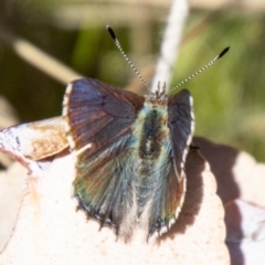 Paralucia spinifera (Bathurst or Purple Copper Butterfly) at Rendezvous Creek, ACT - 1 Sep 2023 by SWishart