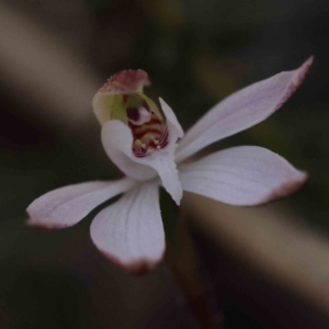 Caladenia fuscata at Acton, ACT - suppressed