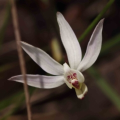 Caladenia fuscata at Acton, ACT - suppressed