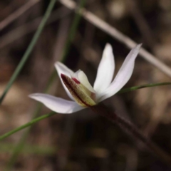 Caladenia fuscata at Acton, ACT - suppressed