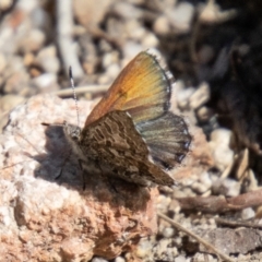 Paralucia spinifera (Bathurst or Purple Copper Butterfly) at Rendezvous Creek, ACT - 1 Sep 2023 by SWishart