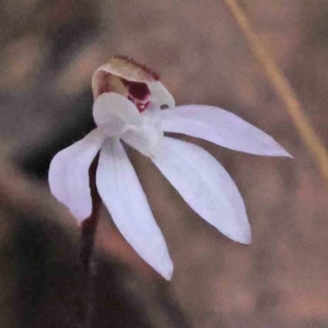 Caladenia fuscata at Acton, ACT - suppressed