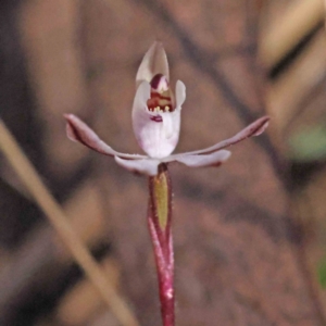 Caladenia fuscata at Acton, ACT - 4 Sep 2023